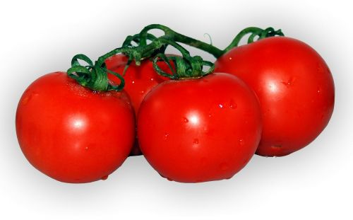 tomato plant red