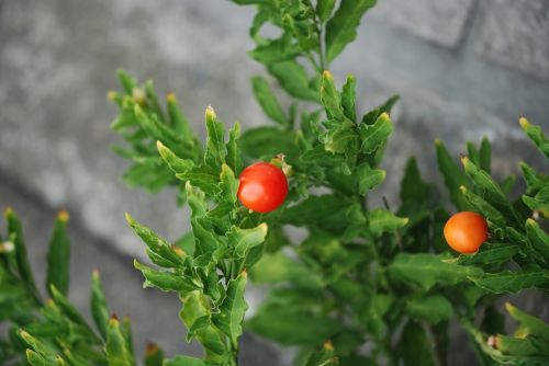 tomato tiny tomatoes vegetable