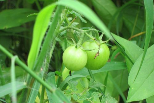 tomato plant green