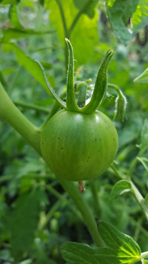 tomato green tomato garden