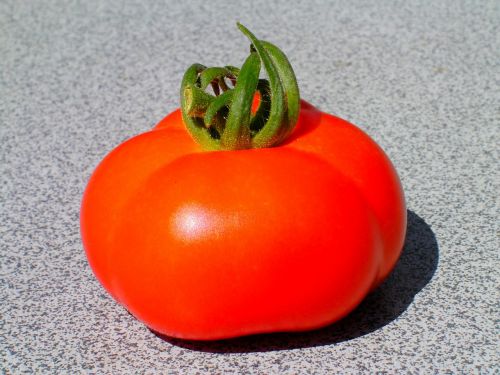 tomato fruit garden