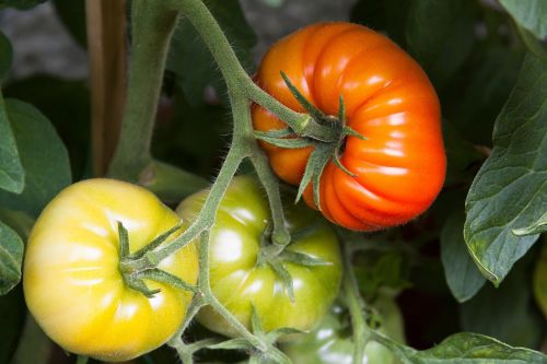 tomato mature immature