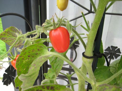tomato summer garden