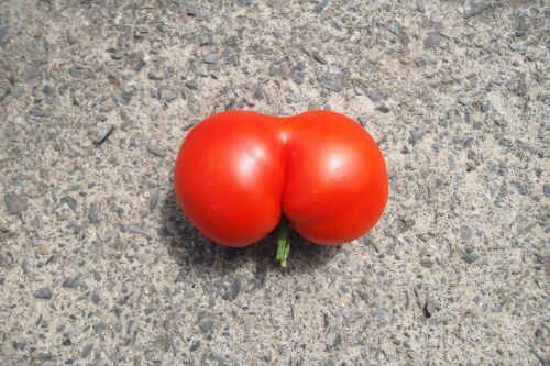 tomato butt funny