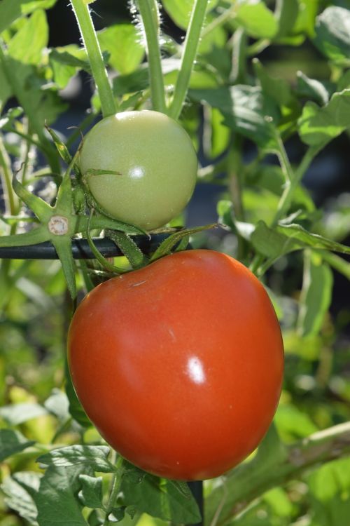 tomato red green