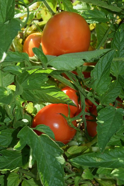 tomato red green