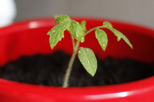 tomato seedling plant