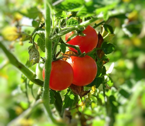 tomato cocktail  bush  garden