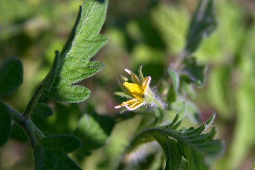 tomato flower tomato blooming