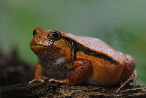 tomato frog dyscophus antongilii frog