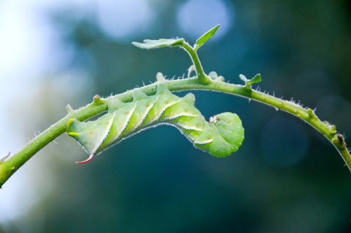 caterpillar tomato hornworm