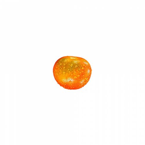 Tomato Isolated