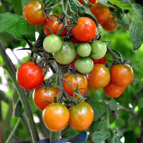 tomato shrub coctailtomate red