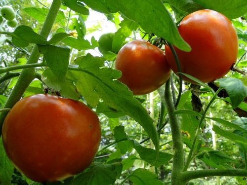 tomatoes red vine