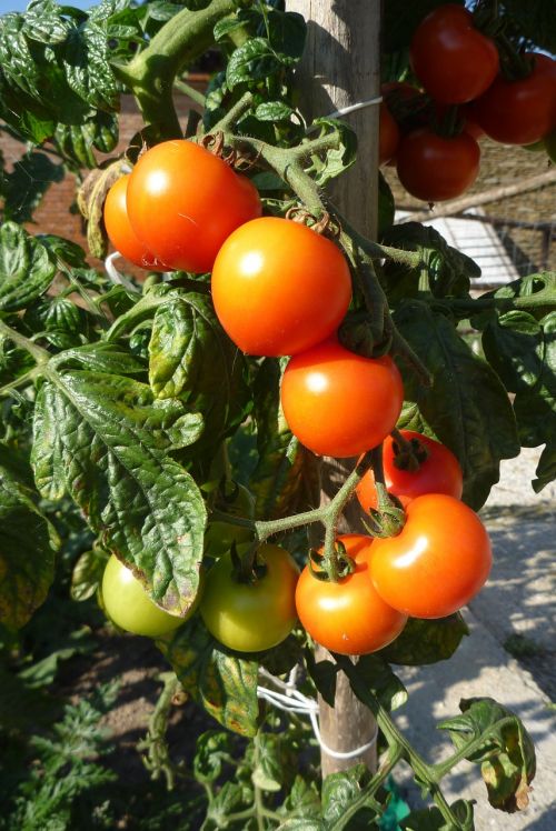 tomatoes crop garden