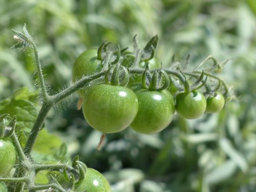 tomatoes green immature