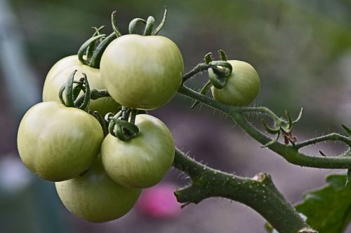 tomatoes panicle green
