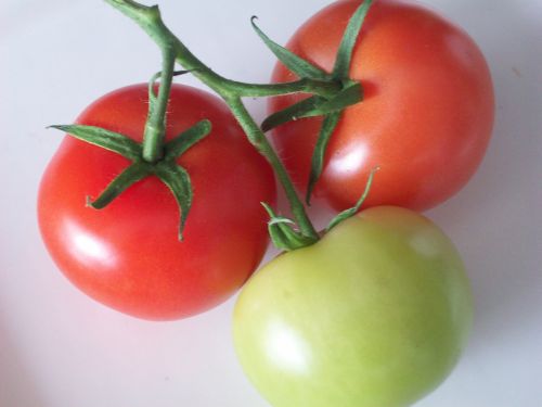 Tomatoes