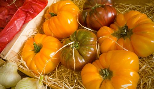 tomatoes vegetables vegetable garden