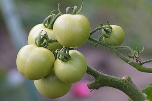 tomatoes green immature