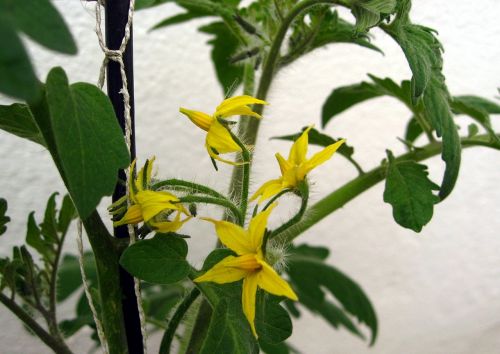 tomatoes flowers tomato flower