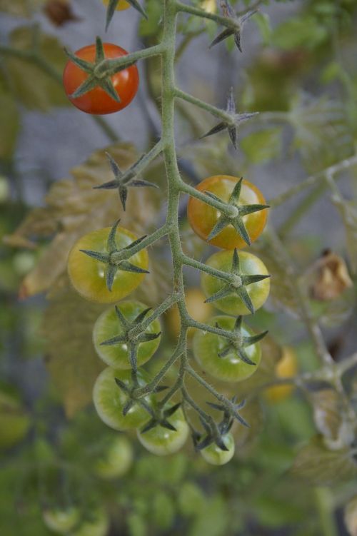 tomatoes tomato plant maturity level