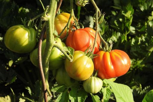 tomatoes bush vegetables