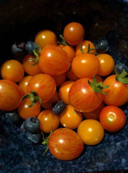 tomatoes vegetable garden