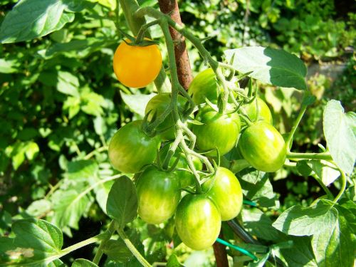 tomatoes immature vegetables