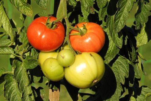 tomatoes tomato shrub garden