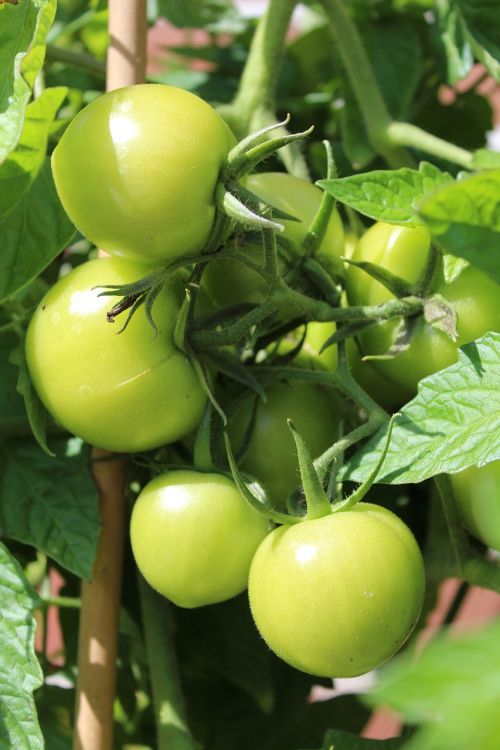 tomatoes green immature