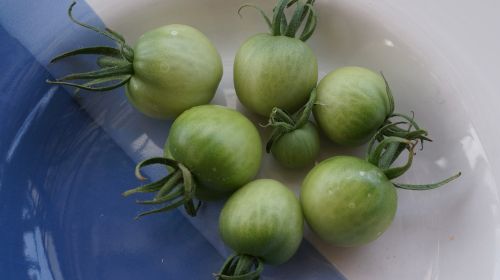 tomatoes green immature