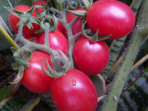 tomatoes organic tomatoes