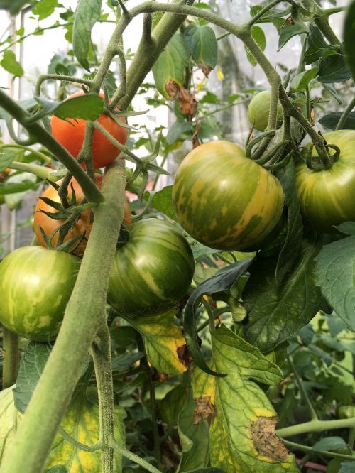 tomatoes greenhouse green