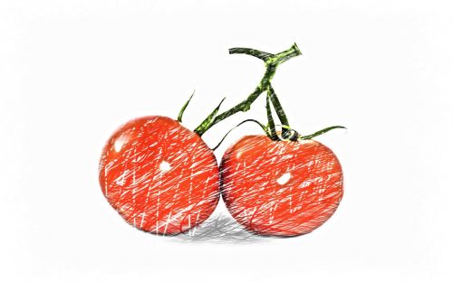 tomatoes drawing vegetables