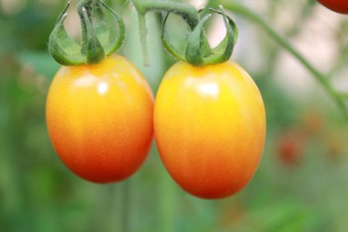 tomatoes summer fruit
