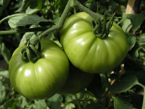 tomatoes green vegetables