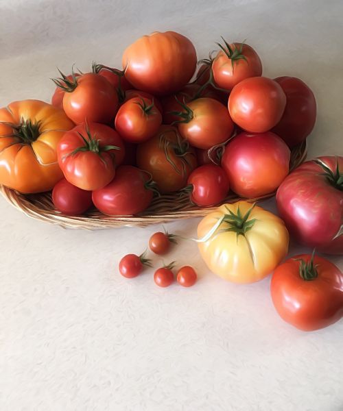 tomatoes bounty food