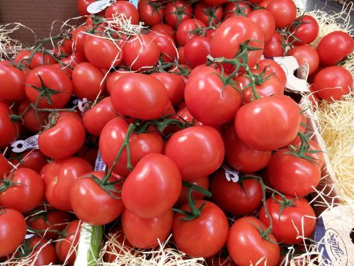 tomatoes vegetables italian