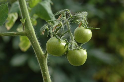 tomatoes green tomatoes plant