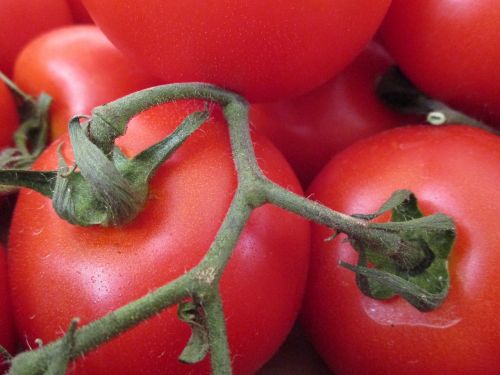 tomatoes vegetables solanacea