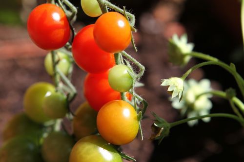 tomatoes vegetables red