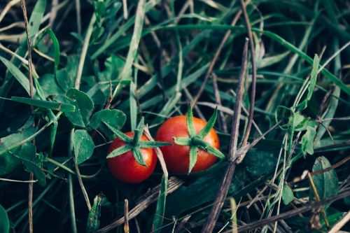 tomatoes vegetables garden