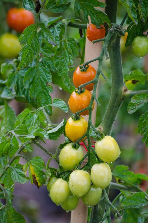 tomatoes vegetables garden