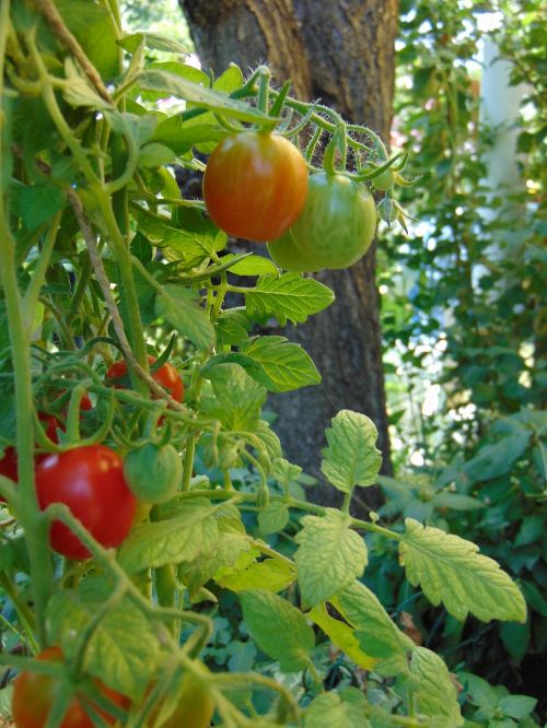 tomatoes vegetables crop
