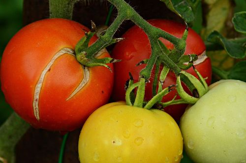 tomatoes fruit summer