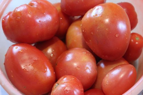 tomatoes red