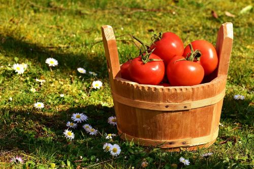 tomatoes vegetables bucket