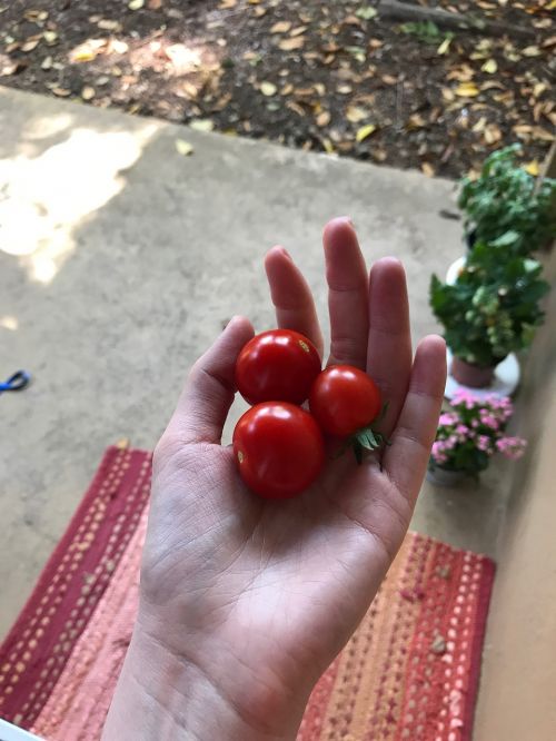 tomatoes cherry tomatoes hand