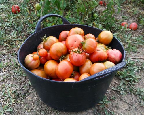 tomatoes harvest orchard